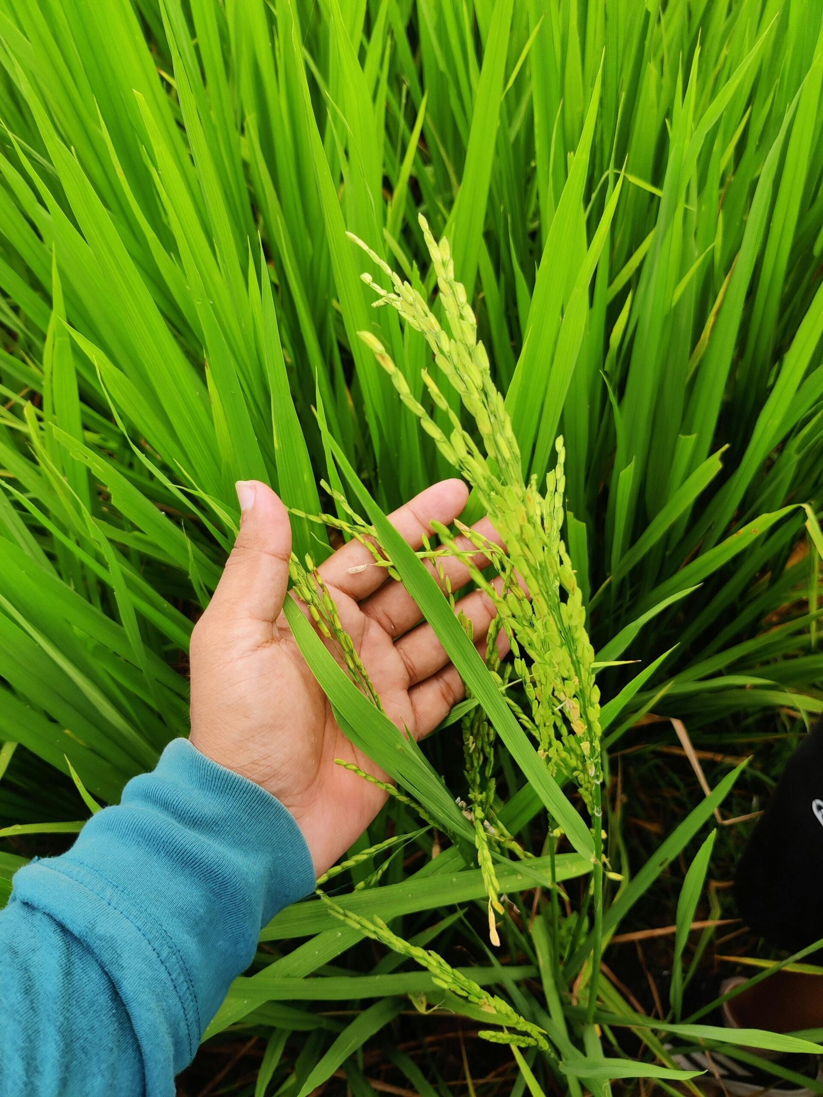 Close-up of hand holding a rice plant in a lush green paddy field in Tanti Gaon, India.